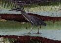 baby jacana or black capped heron