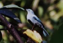 Blue gray tanager