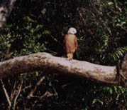 Collared Hawk