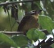 Golden Crowned Flycatcher