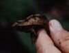 Leaf  Frog