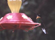 Collared Inca