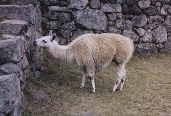 Llama