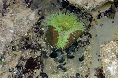 Sea anemone