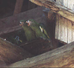 Yellow Winged Parakeets