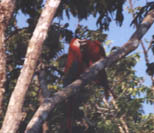 Scarlet Macaws