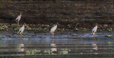 Storks