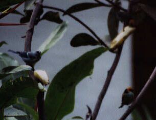 Blue Gray and Saffron Crowned Tanagers