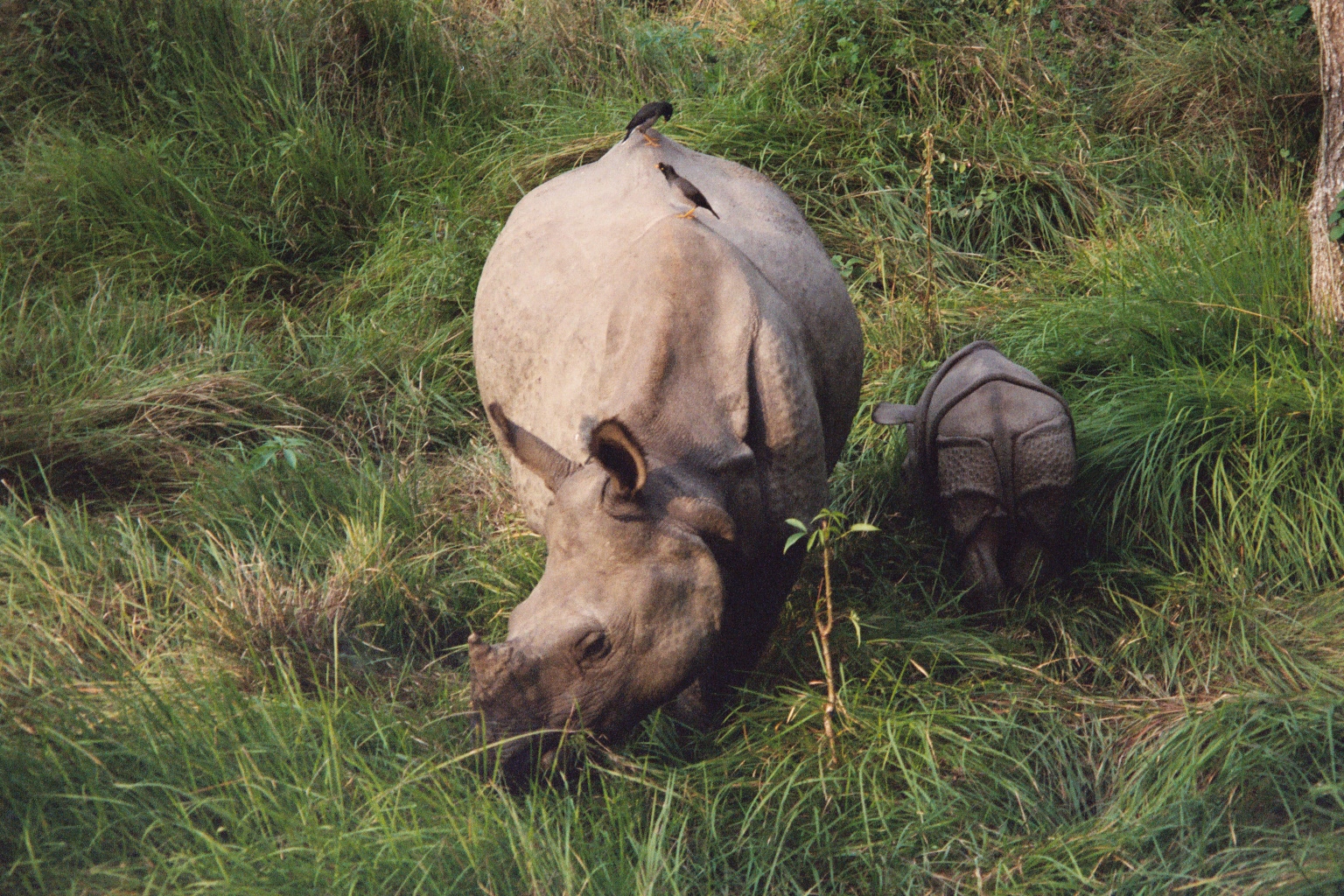 Mother and baby rhinoceros