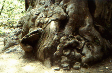 Tree at Memorial Park