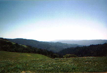 Santa Cruz Mountains Wildflowers