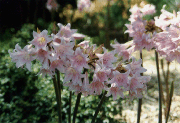 Flowers at Villa Montalvo